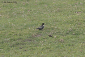 ouzel