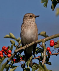 Click to view Flycatchers, Tits & Shrikes Gallery