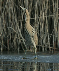 Click to view Herons, Storks & Ibis Gallery