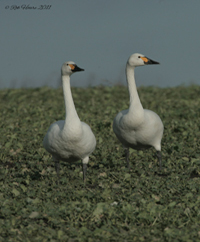 Click to view Swans, Geese & Ducks Gallery