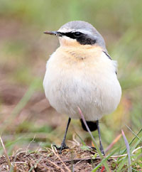 Click to view Waxwings, Dipper, Chats & Thrushes Gallery