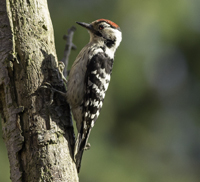 Click to view Nightjar to Woodpeckers Gallery