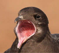 Click to view Skuas, Gulls & Terns Gallery