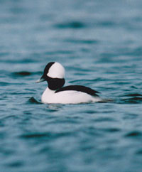 Click to view Rare Birds of Nottingham Gallery